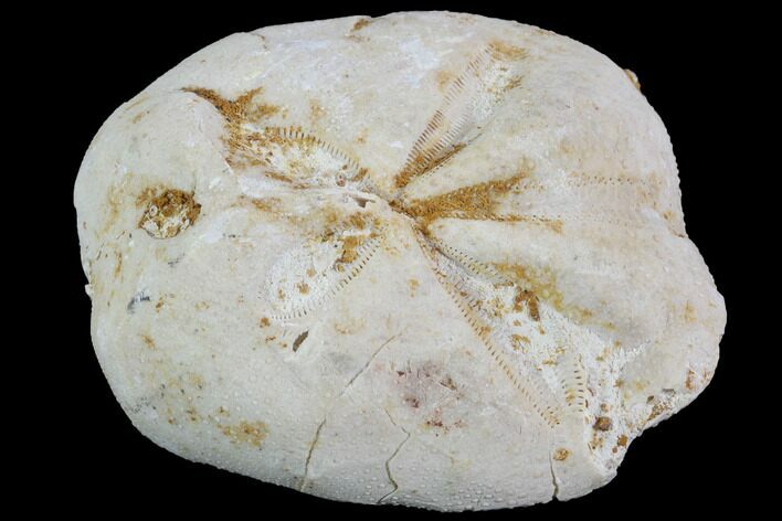 Fossil Echinoid (Sea Urchin) - Taouz, Morocco #87171